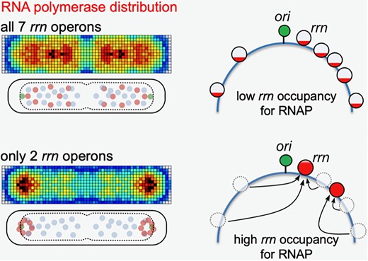 RNA polymerase distribution