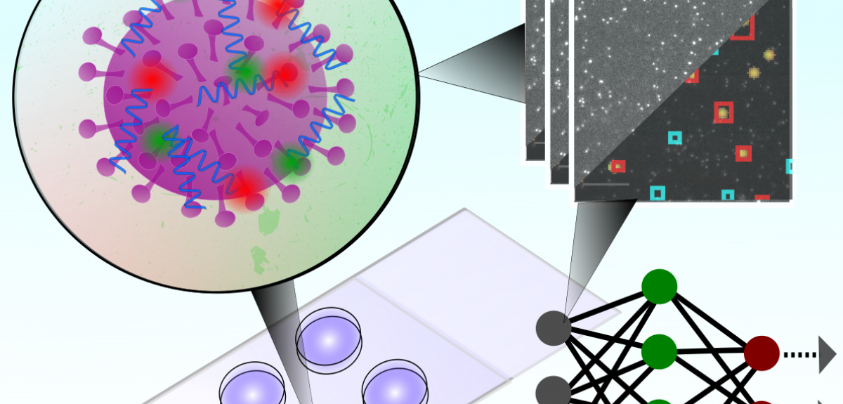 Rapid detection schematic